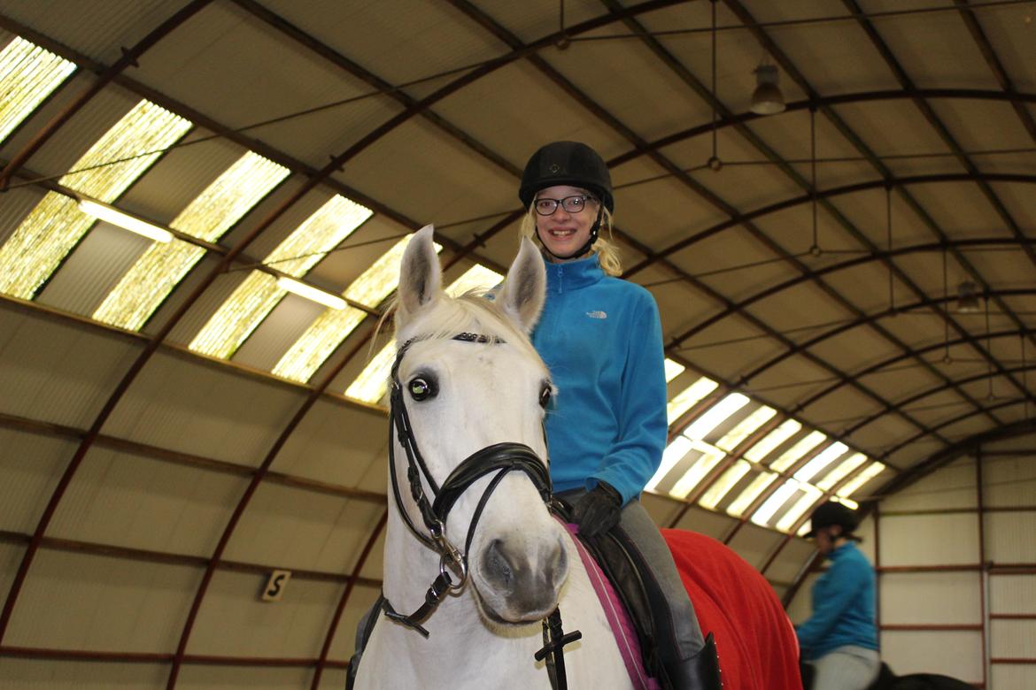 Dansk Varmblod Stella billede 19