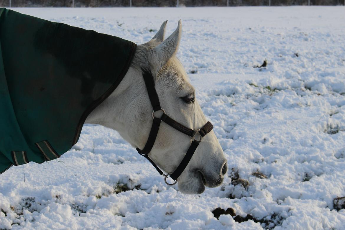 Dansk Varmblod Stella billede 20