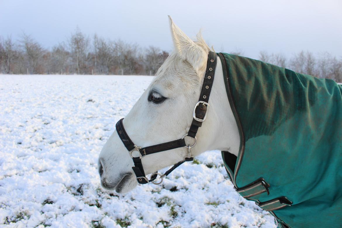 Dansk Varmblod Stella - Min snehest. <3 billede 15
