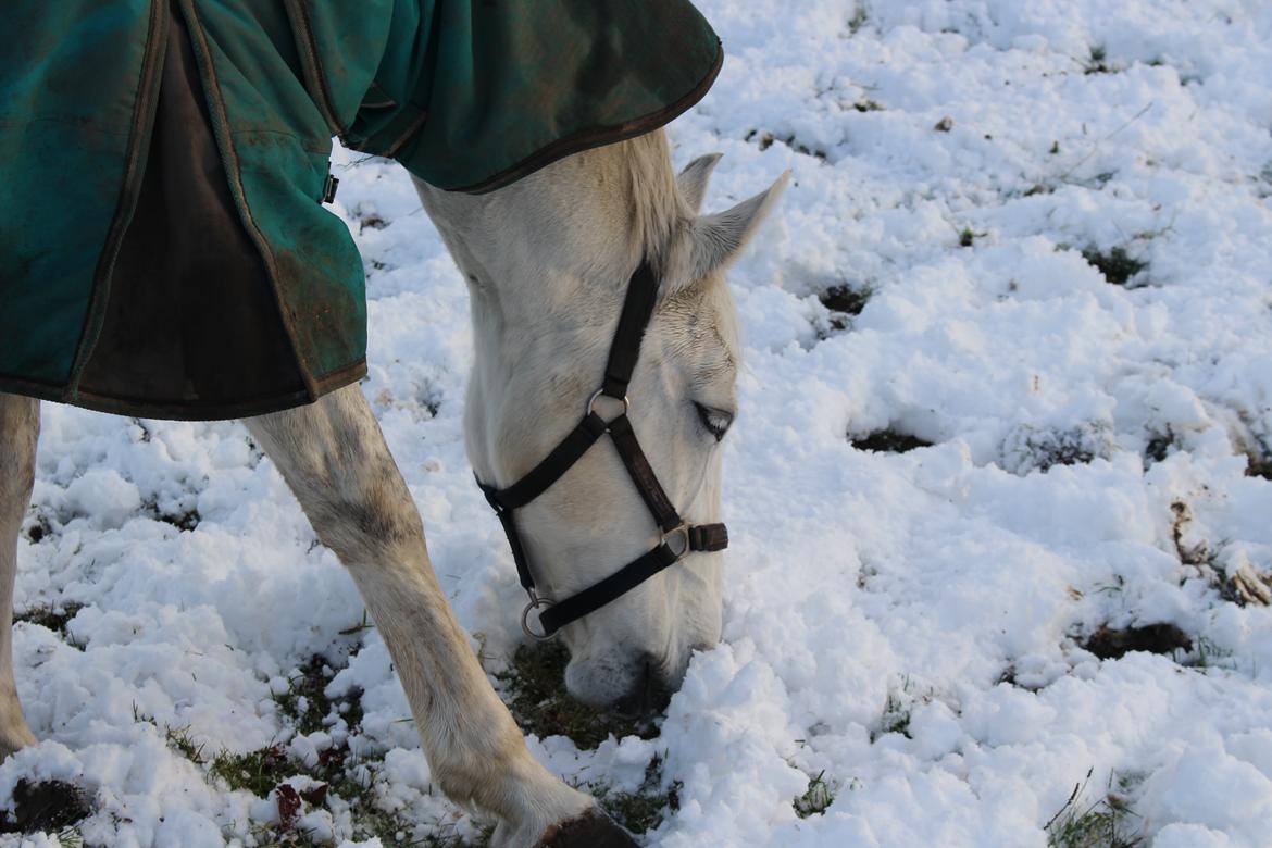 Dansk Varmblod Stella - Så siger vi farvel herfra. <3 billede 21