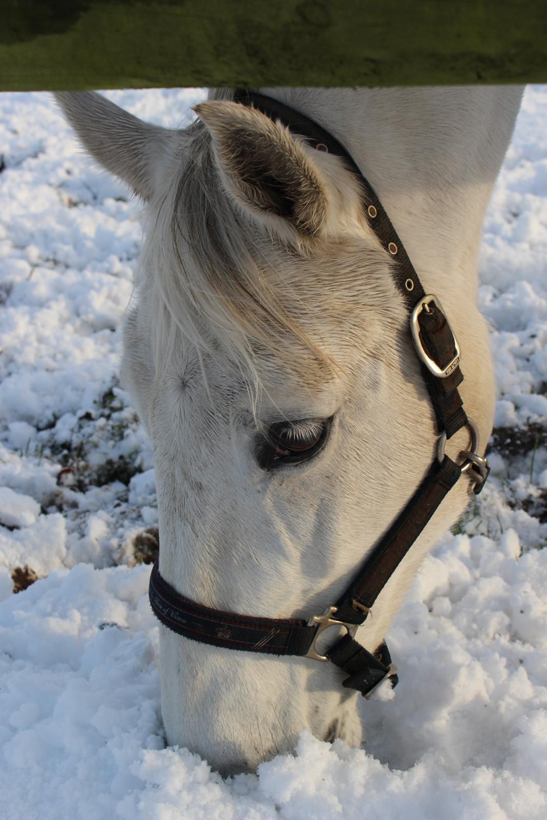 Dansk Varmblod Stella billede 18