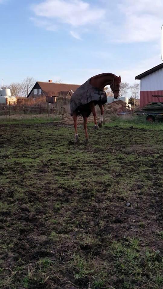 Dansk Varmblod stilbjergs rapsodi billede 8