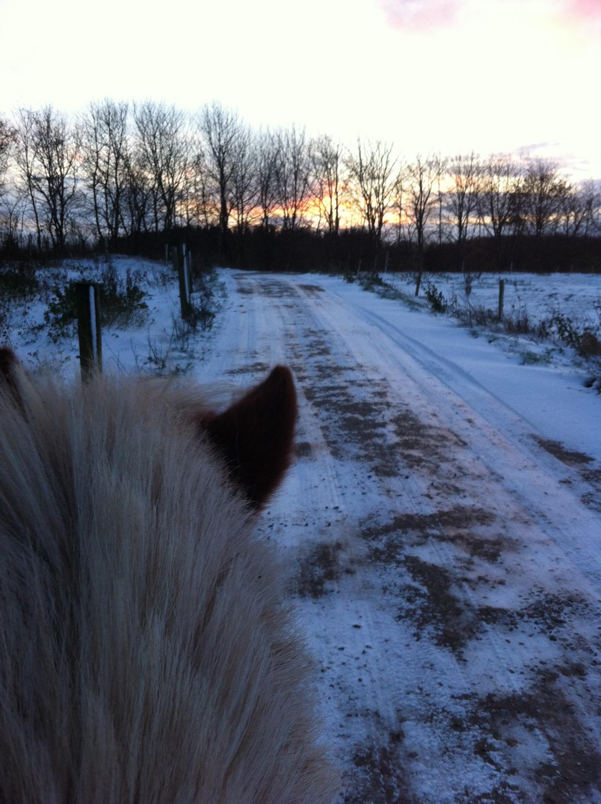 Anden særlig race Diesel - Solnedgang... <3 billede 9