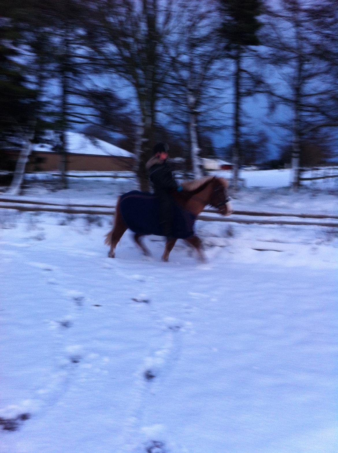 Anden særlig race Diesel billede 10