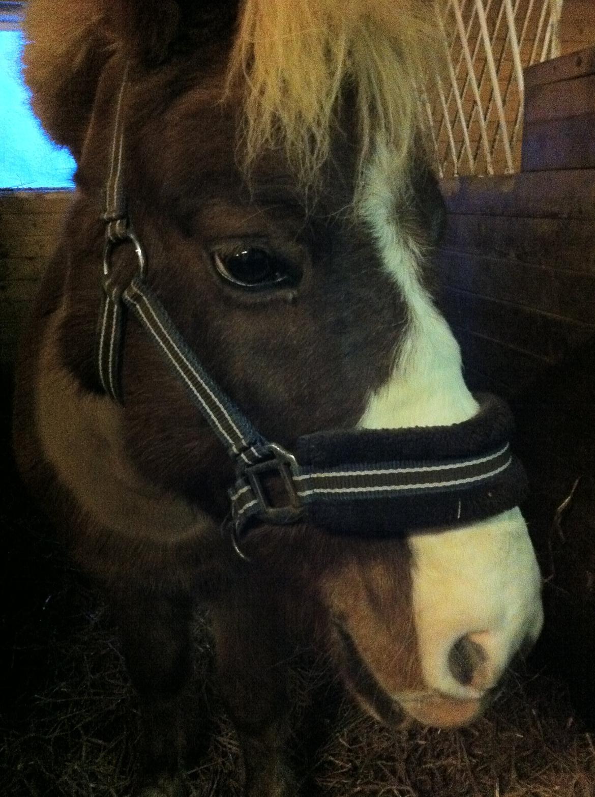 Anden særlig race Diesel - Hes eyes! billede 7