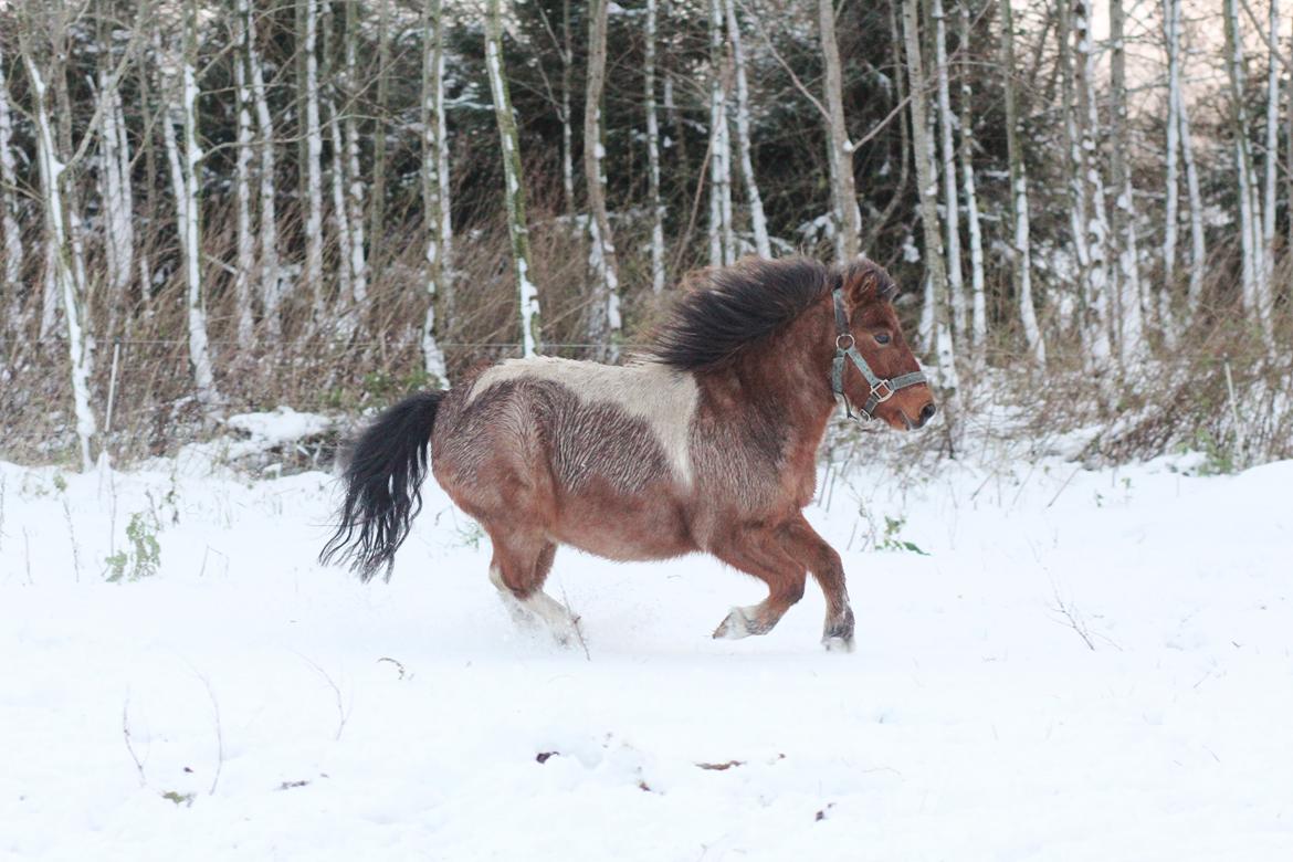 Shetlænder Archie billede 35