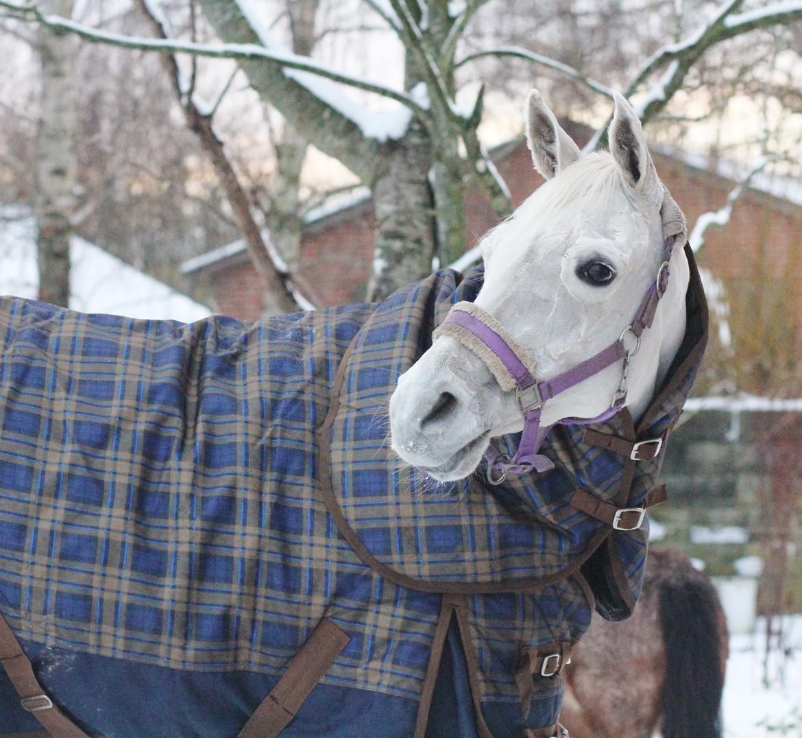 Sportsaraber (A) Jacklyn billede 33