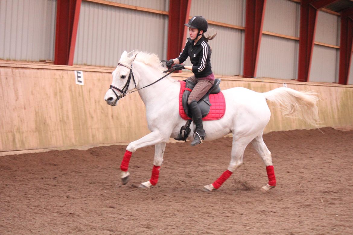 Sportsaraber (A) Jacklyn billede 37