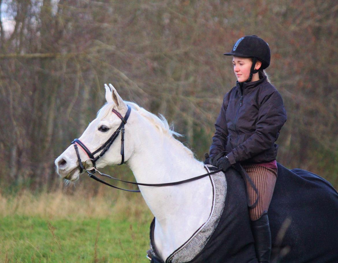 Sportsaraber (A) Jacklyn billede 40