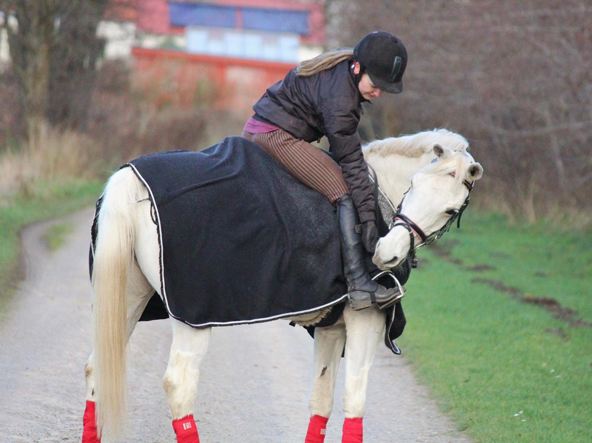 Sportsaraber (A) Jacklyn billede 41