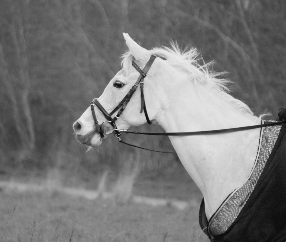 Sportsaraber (A) Jacklyn billede 49