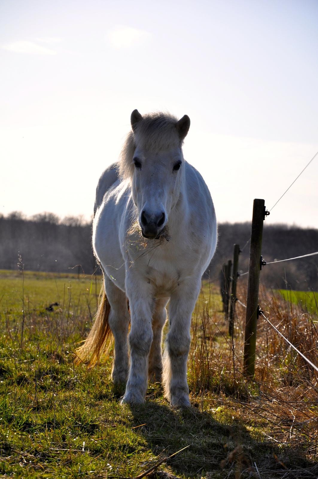 Islænder Hlín fra Helgenæs<3 - Healer-hesten <3 Foto: AFH 08.04.15 billede 18