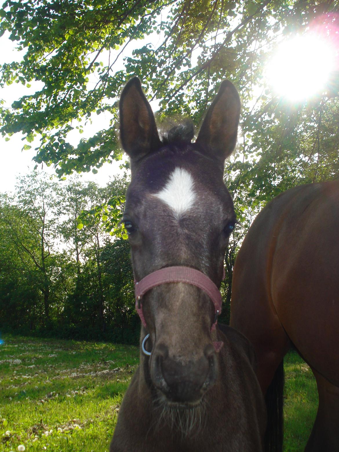 Dansk Varmblod ZACKO - Zacko som føl <3 billede 49