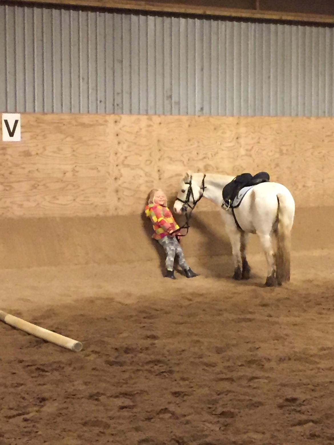 Welsh Mountain (sec A) Gribsvads Upser (208333WE00088) billede 16