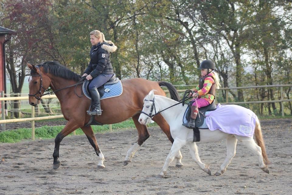 Welsh Mountain (sec A) Gribsvads Upser (208333WE00088) billede 17