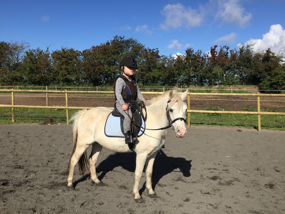 Welsh Mountain (sec A) Gribsvads Upser (208333WE00088) billede 19