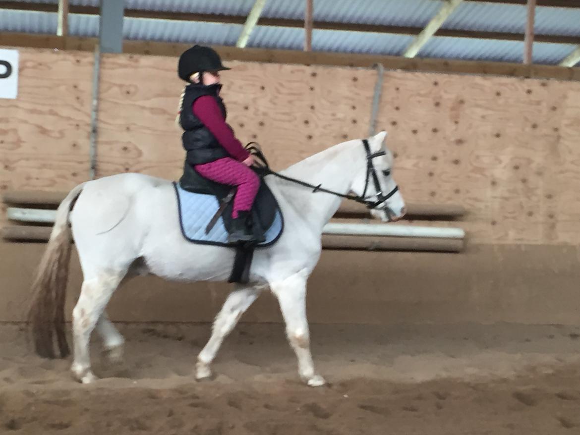 Welsh Mountain (sec A) Gribsvads Upser (208333WE00088) billede 18