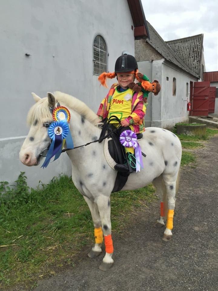 Welsh Mountain (sec A) Gribsvads Upser (208333WE00088) billede 21