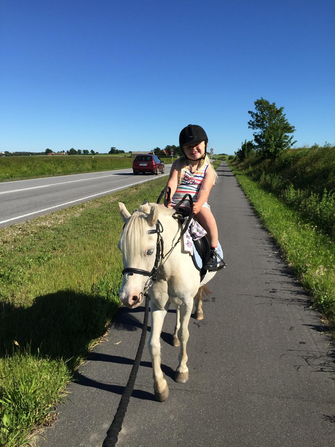 Welsh Mountain (sec A) Gribsvads Upser (208333WE00088) billede 22