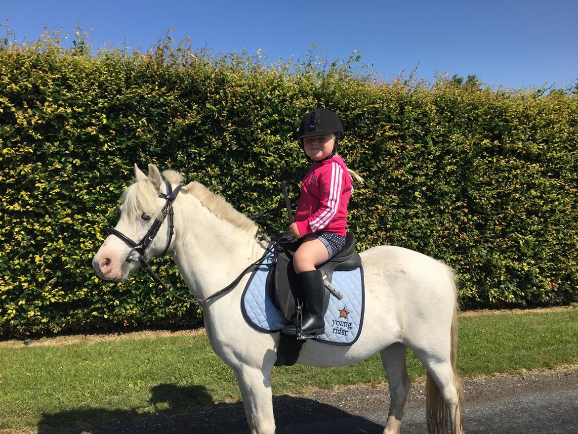 Welsh Mountain (sec A) Gribsvads Upser (208333WE00088) billede 20