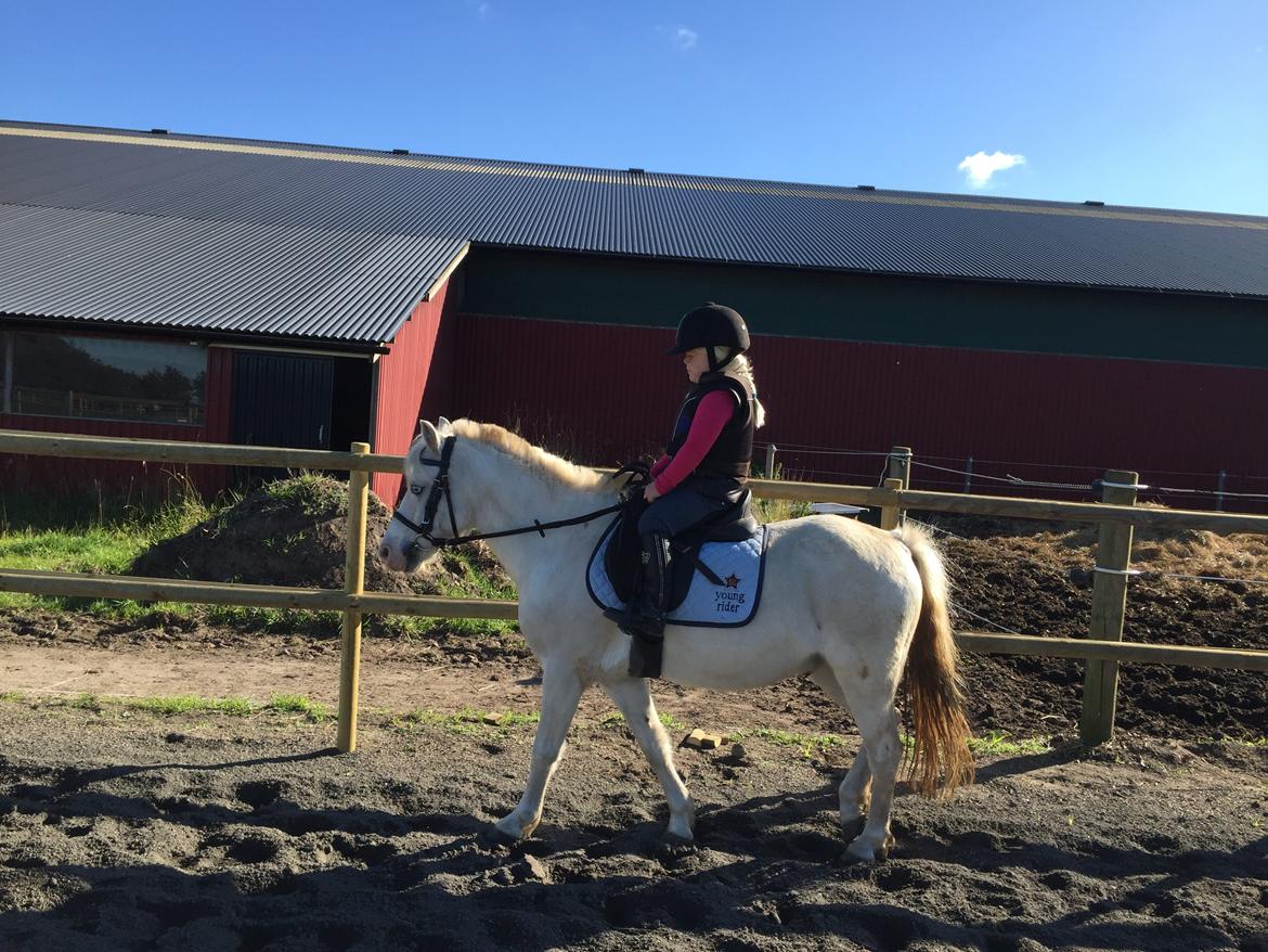 Welsh Mountain (sec A) Gribsvads Upser (208333WE00088) billede 23