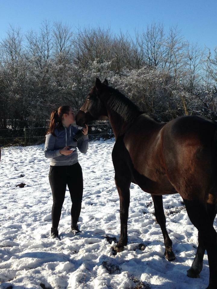 Anden særlig race Newclear p. (Himmelhest) - 2014 billede 12