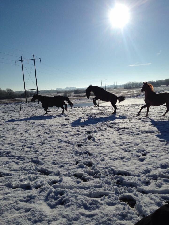 Anden særlig race Newclear p. (Himmelhest) - 2014 billede 13