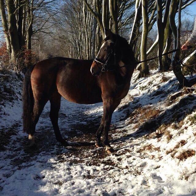 Anden særlig race Newclear p. (Himmelhest) - 2014 billede 14