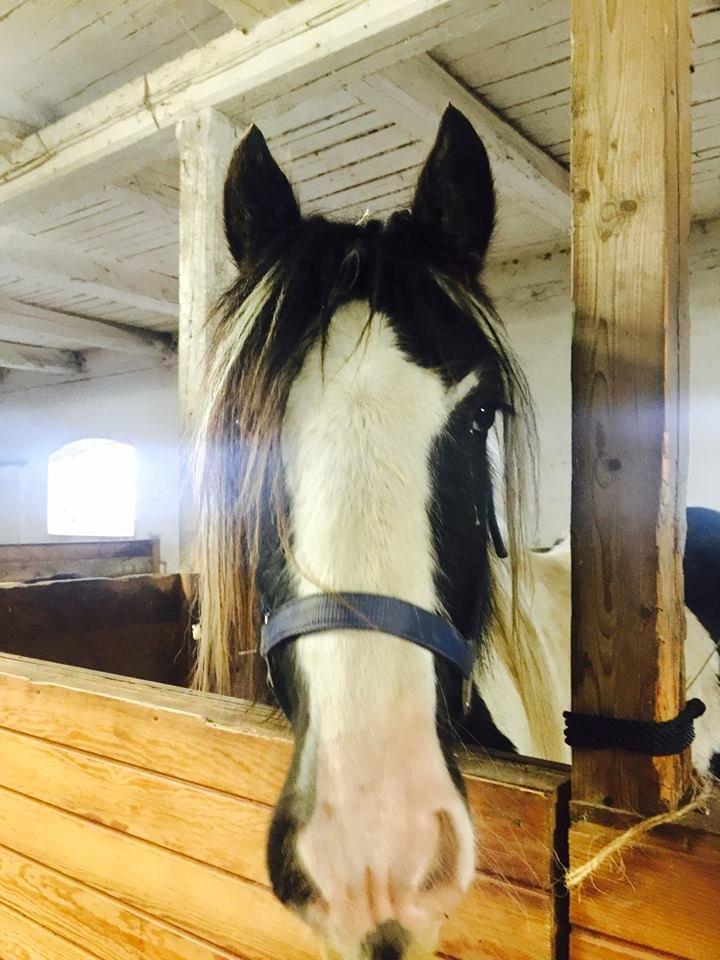 Irish Cob Sir Quintus Maximus (Quintus) billede 1