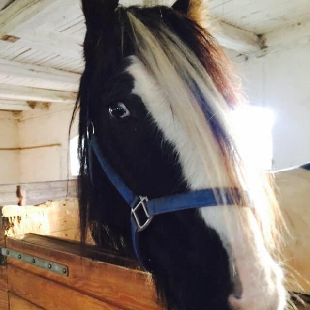 Irish Cob Sir Quintus Maximus (Quintus) billede 6