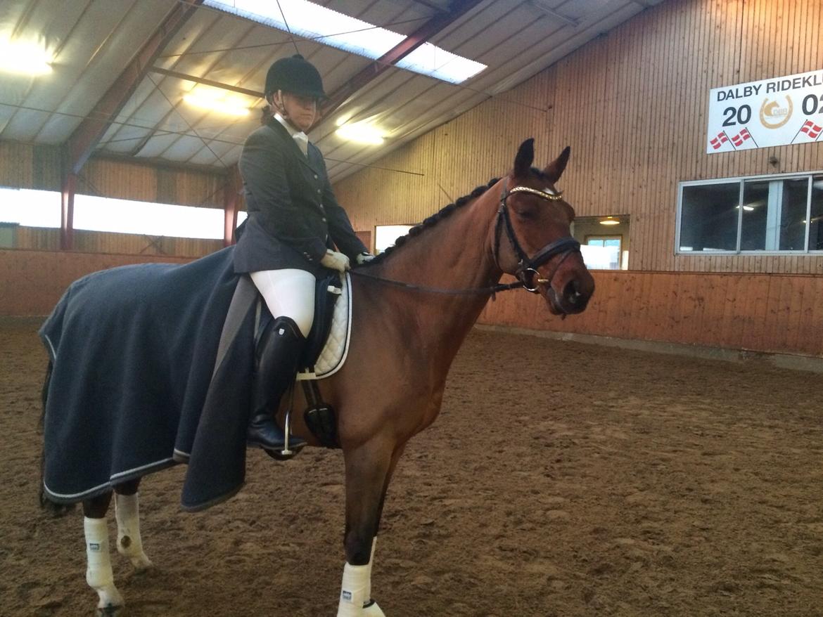 Dansk Varmblod Bækagers quando billede 7