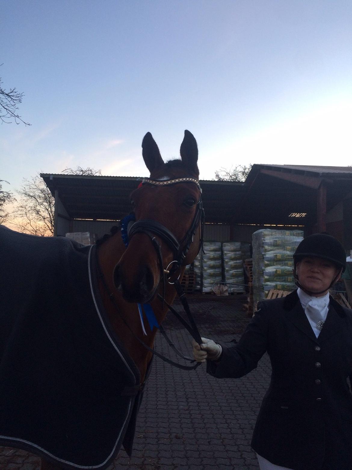 Dansk Varmblod Bækagers quando billede 10