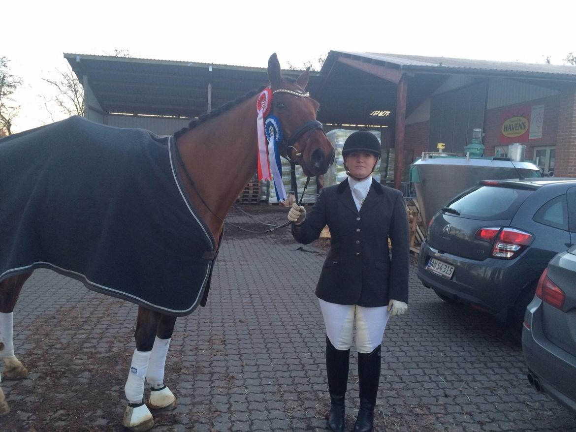 Dansk Varmblod Bækagers quando billede 8