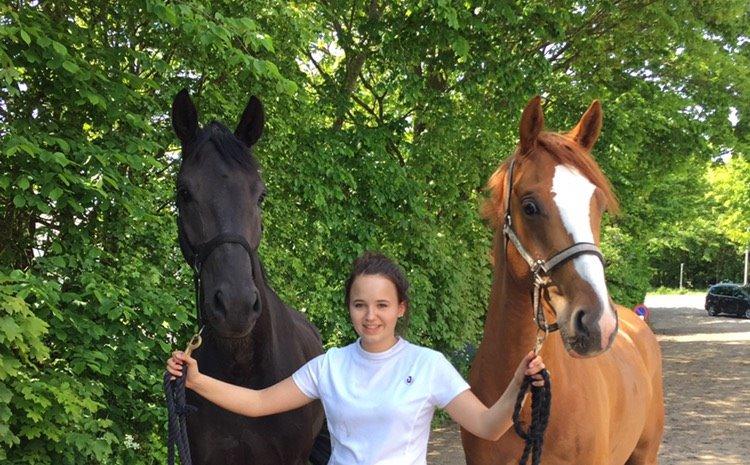 Dansk Varmblod Koustruplund's Donatello billede 15