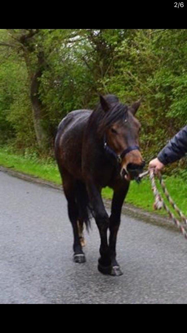Anden særlig race Fibiger's Laszló billede 21