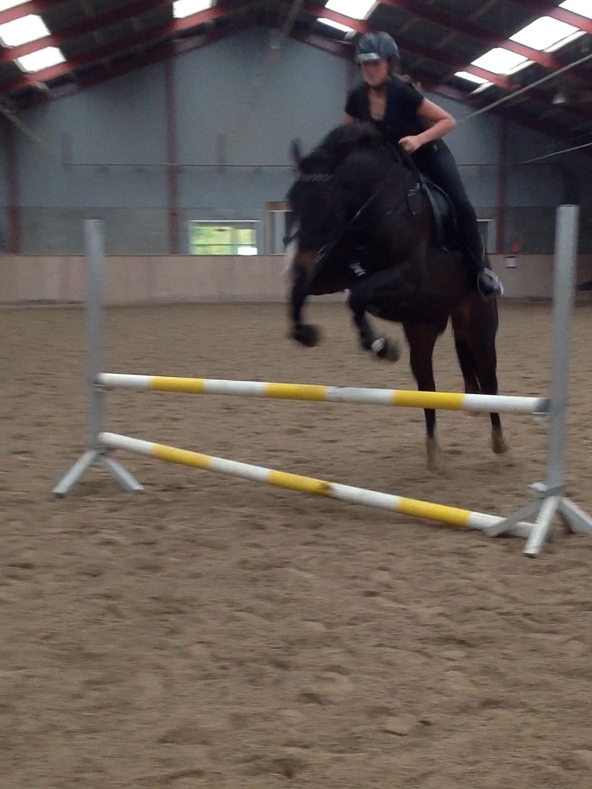 Oldenborg Højskovens Tinto  billede 12