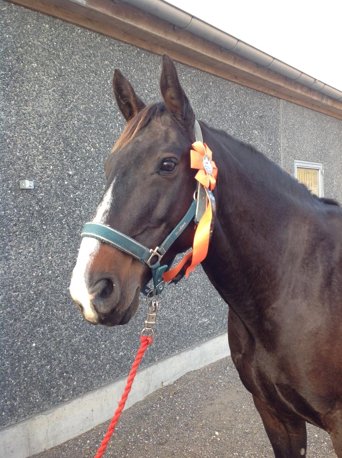 Oldenborg Højskovens Tinto  - Altid en rosette med hjem billede 7