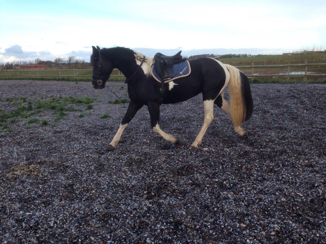 Barockpinto Angelien doortje f stald barok billede 2