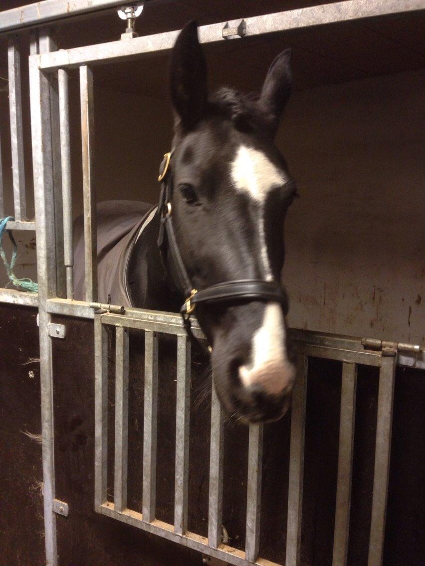 Barockpinto Angelien doortje f stald barok billede 5