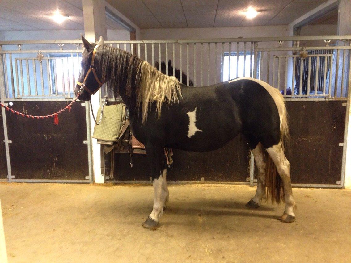 Barockpinto Angelien doortje f stald barok billede 12