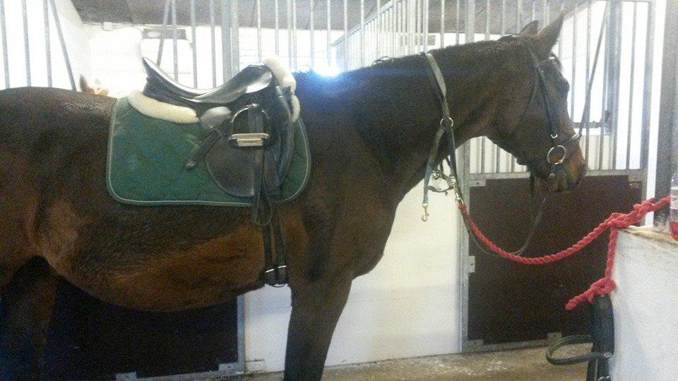 Ungarnsk Varmblod  Org. pap. mgl - I dressur dress billede 10