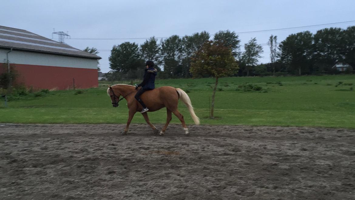 Anden særlig race Mitzi billede 16