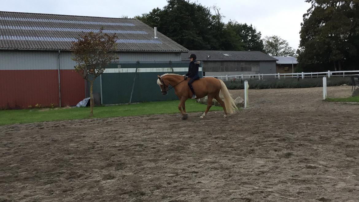 Anden særlig race Mitzi billede 17