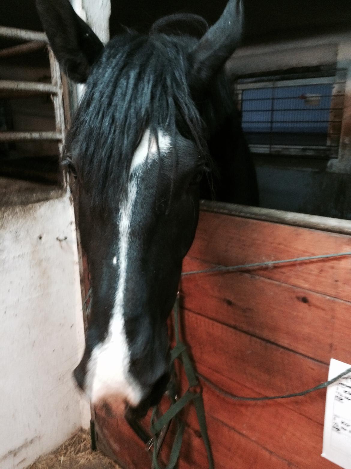 Oldenborg Gaya Hedegaard billede 16