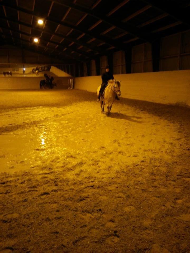 Fjordhest Shavanna  billede 4