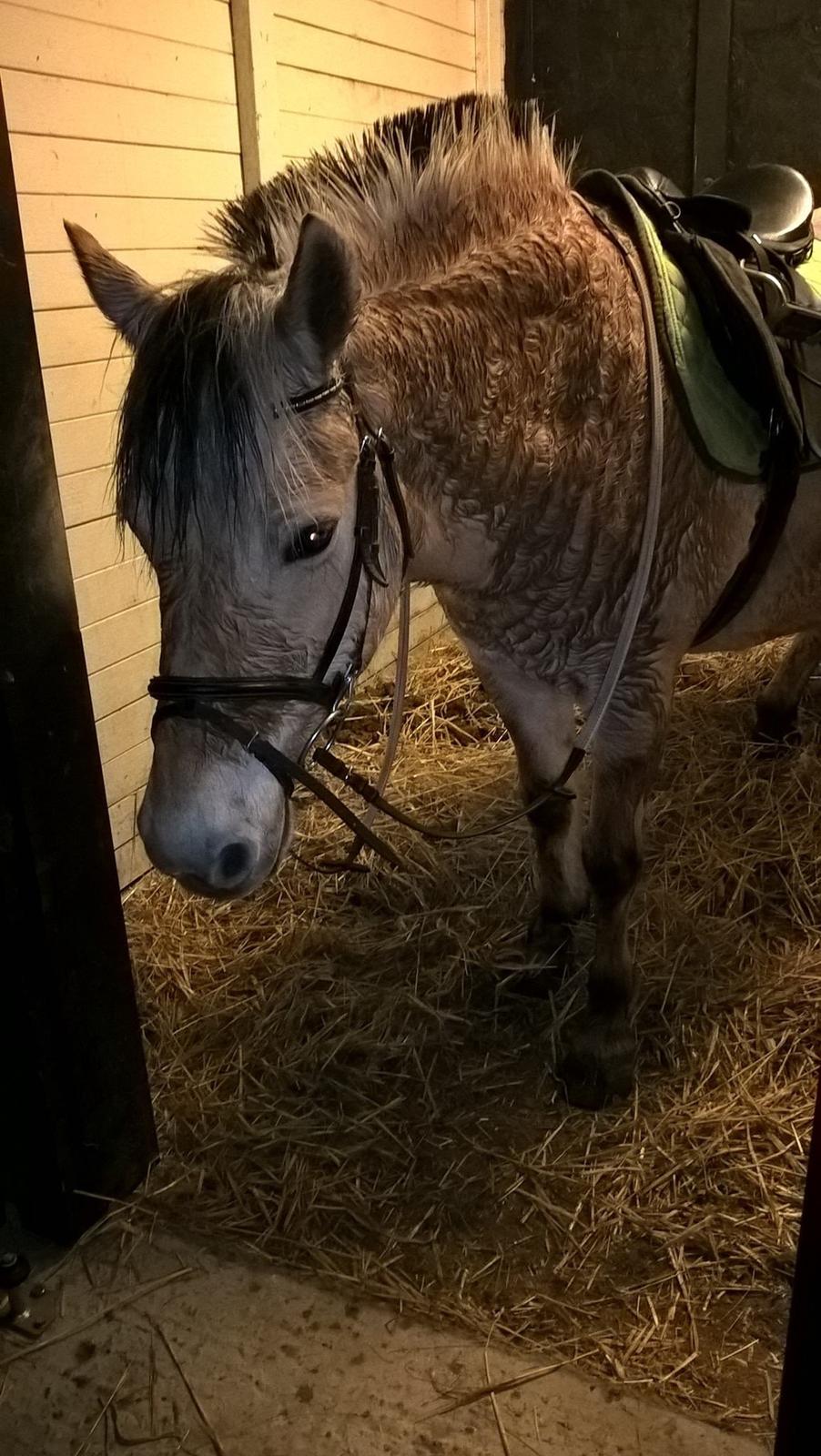 Fjordhest Shavanna  billede 6