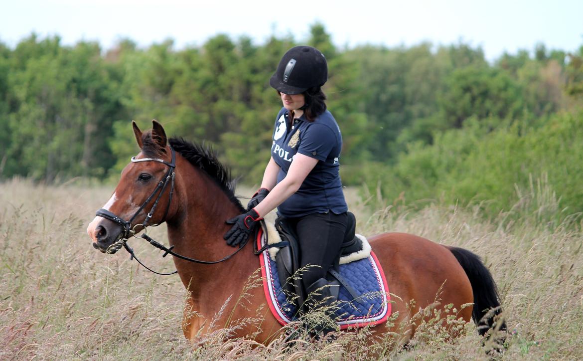 Hollandsk Sportspony Marquis  - D. 29 juni 2015 Foto: Sabrina S. Hansen billede 14