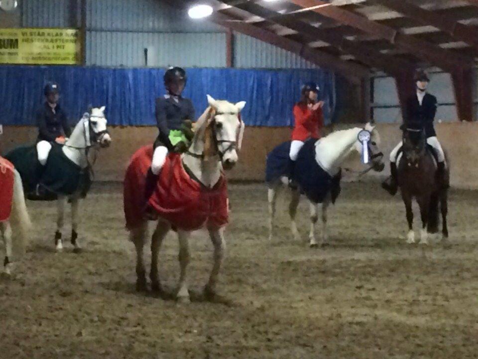 Connemara Moyspring billede 15