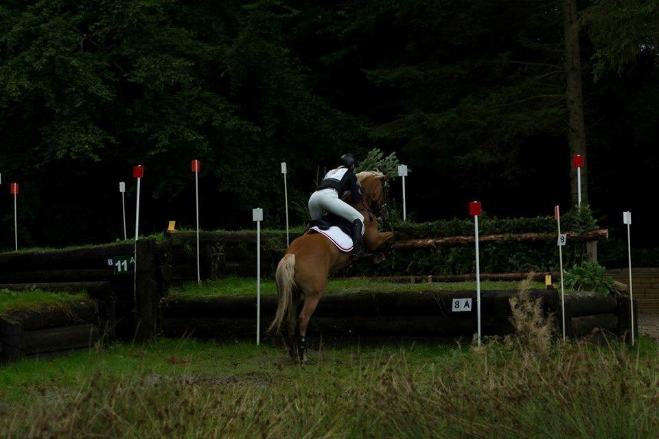 Anden særlig race Maggie Stensbæk | military A-PONY billede 7