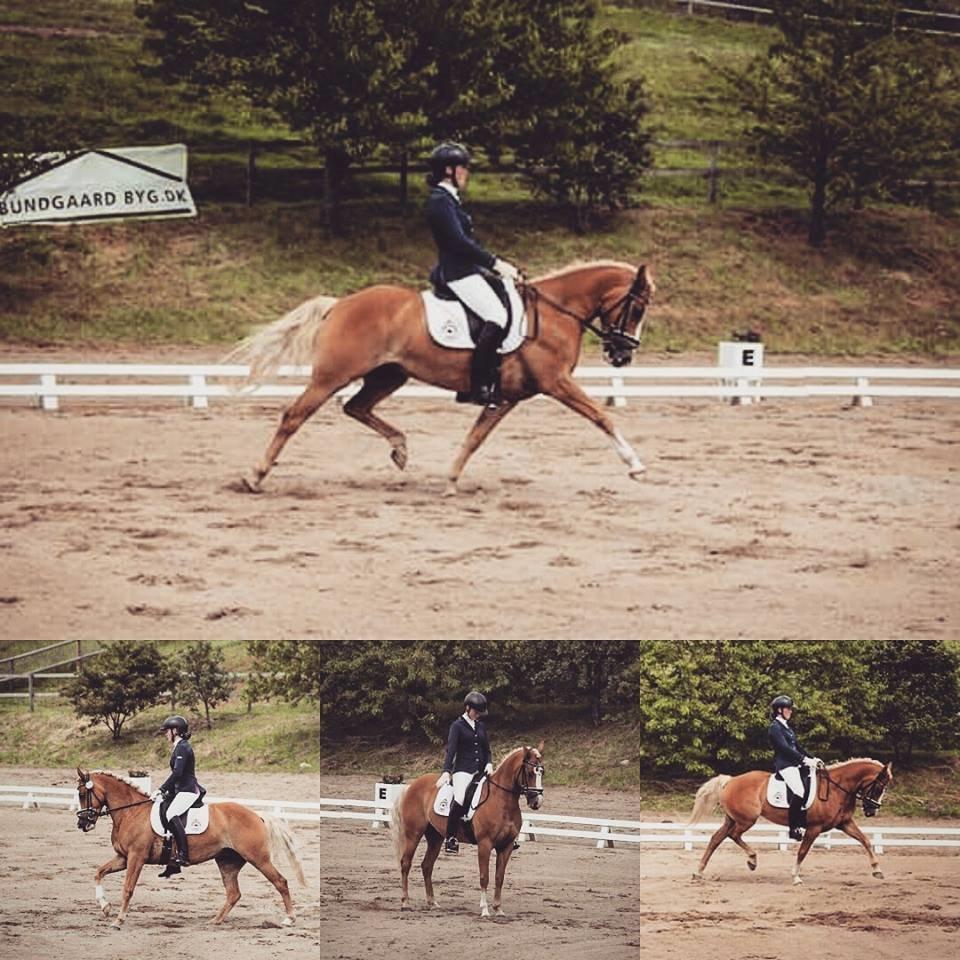 Anden særlig race Maggie Stensbæk | military A-PONY billede 4